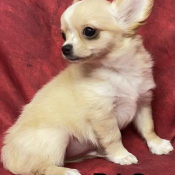 chiot Chihuahua Poil Long BAO Chihuahua disponible Domaine de la Chantelaie