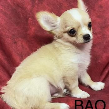 chiot Chihuahua Poil Long BAO Chihuahua disponible Domaine de la Chantelaie