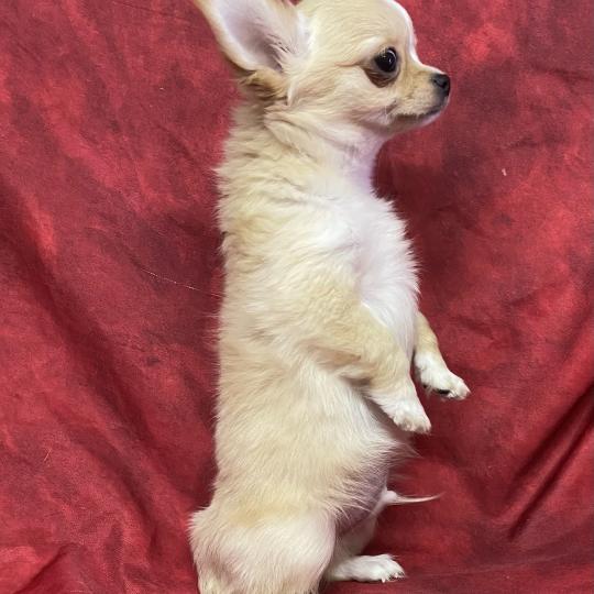 chiot Chihuahua Poil Long BAO Chihuahua disponible Domaine de la Chantelaie