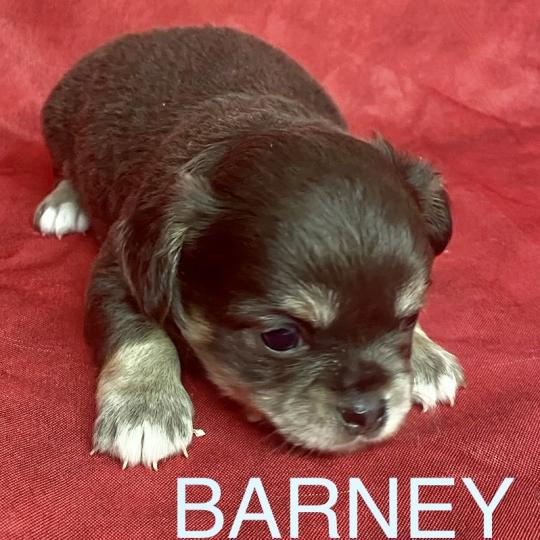 chiot Chihuahua Poil Long BARNEY chihuahua à réserver Domaine de la Chantelaie