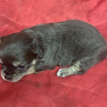 chiot Chihuahua Poil Long BARNEY chihuahua à réserver Domaine de la Chantelaie