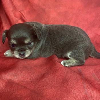 chiot Chihuahua Poil Long BARNEY chihuahua à réserver Domaine de la Chantelaie