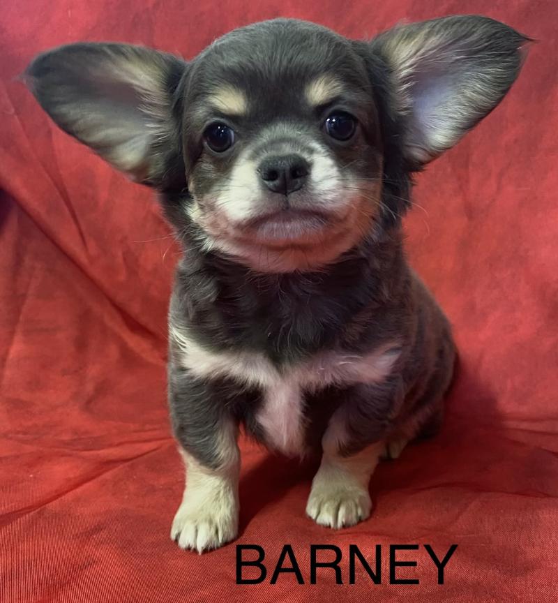 BARNEY chihuahua DISPONIBLE Mâle Chihuahua Poil Long