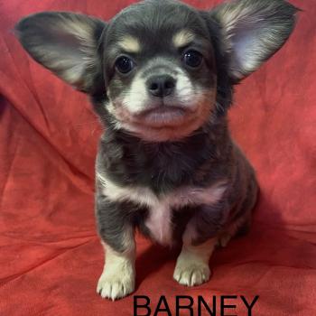 chiot Chihuahua Poil Long BARNEY chihuahua disponible Domaine de la Chantelaie