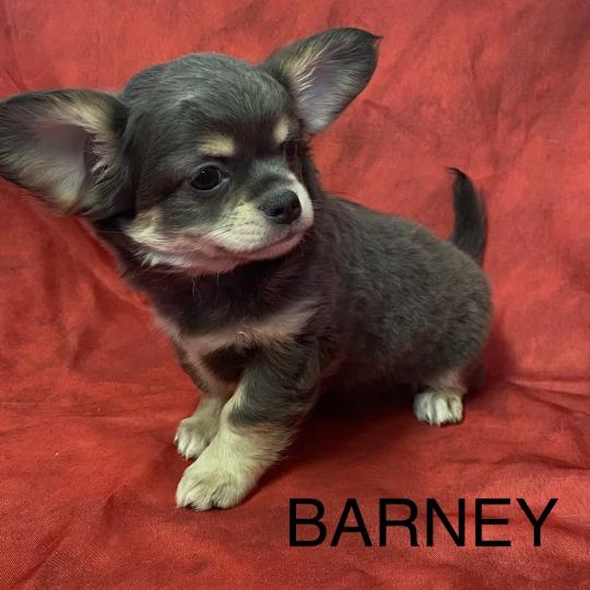 chiot Chihuahua Poil Long BARNEY chihuahua disponible Domaine de la Chantelaie