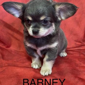 chiot Chihuahua Poil Long BARNEY chihuahua disponible Domaine de la Chantelaie