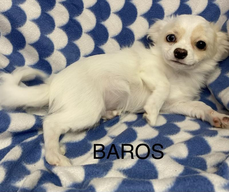 BAROS chihuahua disponible Mâle Chihuahua Poil Long