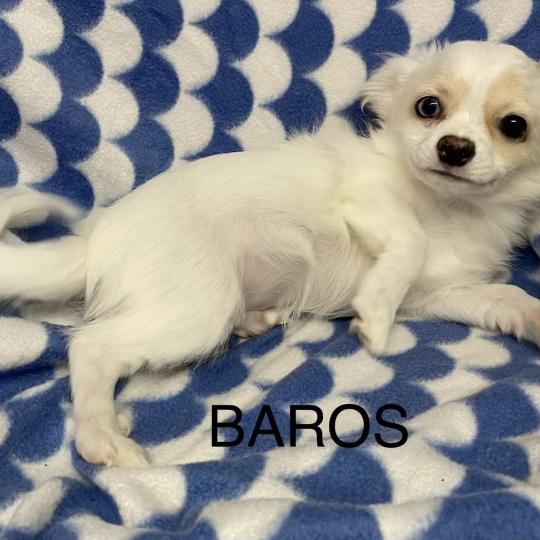 BAROS chihuahua disponible Mâle Chihuahua Poil Long