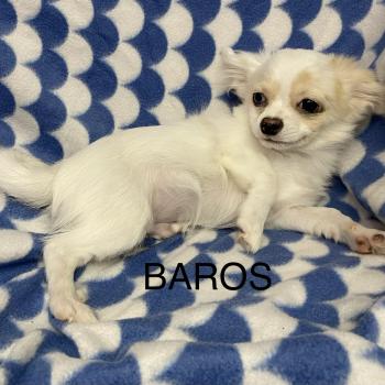 chiot Chihuahua Poil Long BAROS chihuahua disponible Domaine de la Chantelaie