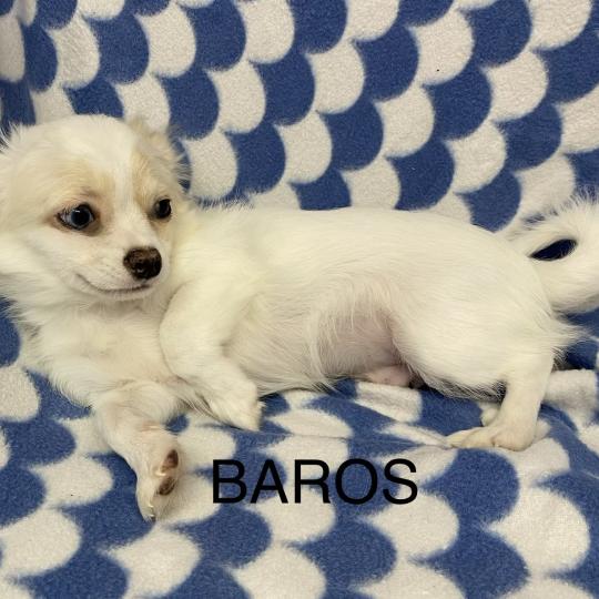 chiot Chihuahua Poil Long BAROS chihuahua disponible Domaine de la Chantelaie