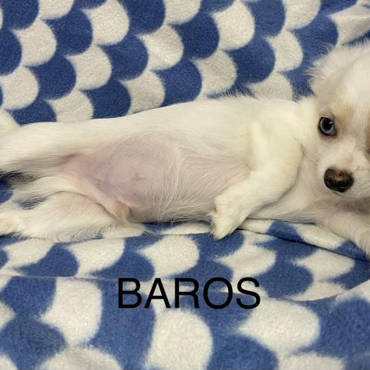 chiot Chihuahua Poil Long BAROS chihuahua disponible Domaine de la Chantelaie