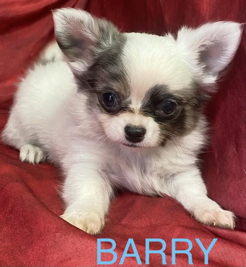 BARY chihuahua disponible Mâle Chihuahua Poil Long