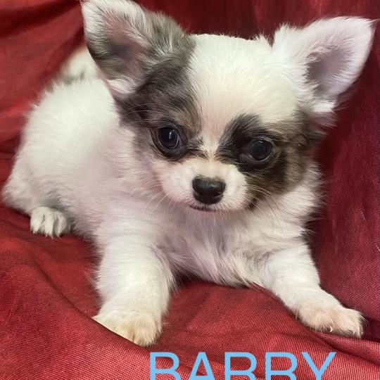 chiot Chihuahua Poil Long BARY chihuahua disponible Domaine de la Chantelaie
