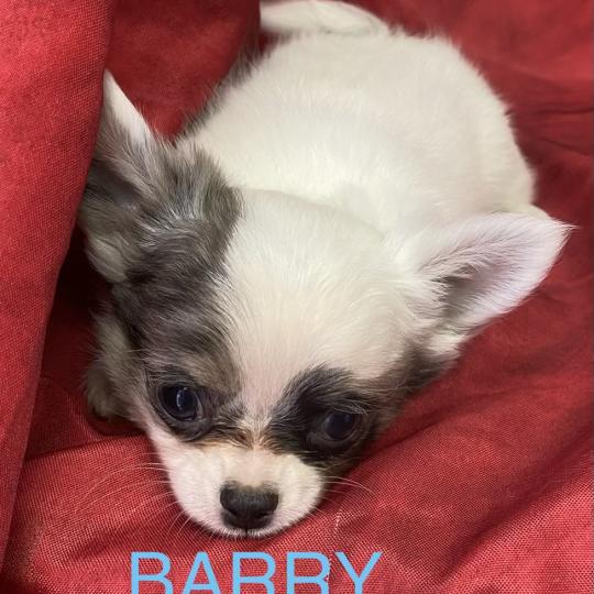 chiot Chihuahua Poil Long BARY chihuahua disponible Domaine de la Chantelaie