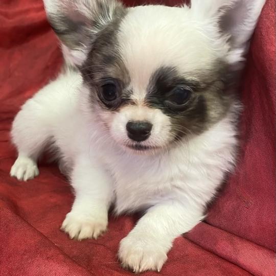 chiot Chihuahua Poil Long BARY chihuahua disponible Domaine de la Chantelaie