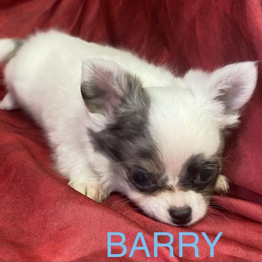 chiot Chihuahua Poil Long BARY chihuahua disponible Domaine de la Chantelaie