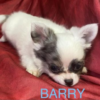 chiot Chihuahua Poil Long BARY chihuahua disponible Domaine de la Chantelaie