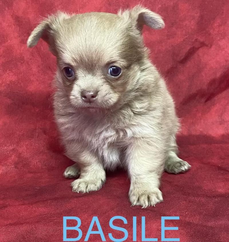 BASIL Chihuahua disponible Mâle Chihuahua Poil Long