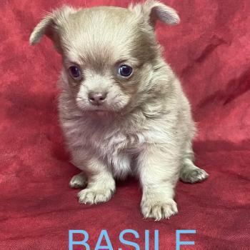 chiot Chihuahua Poil Long BASIL Chihuahua disponible Domaine de la Chantelaie