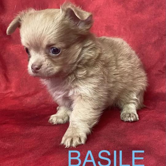 chiot Chihuahua Poil Long BASIL Chihuahua disponible Domaine de la Chantelaie