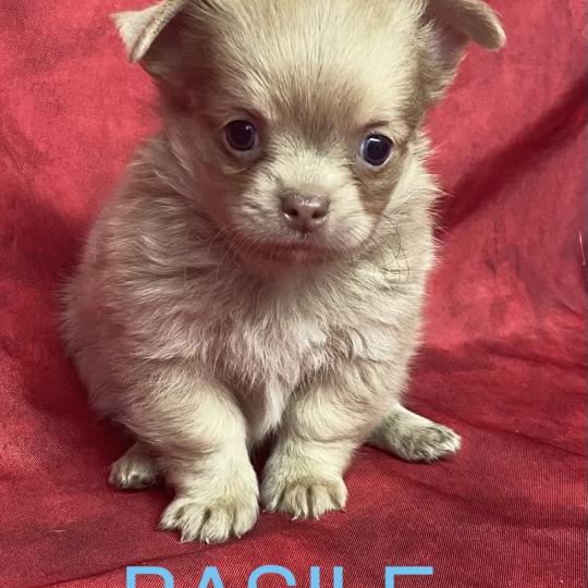 chiot Chihuahua Poil Long BASIL Chihuahua disponible Domaine de la Chantelaie