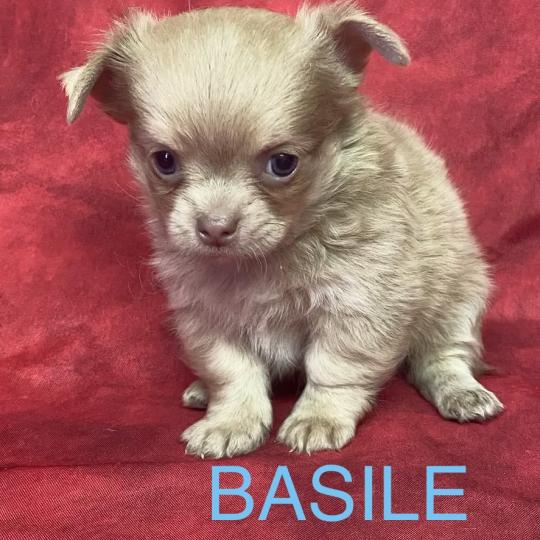 chiot Chihuahua Poil Long BASIL Chihuahua disponible Domaine de la Chantelaie