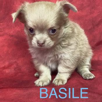 chiot Chihuahua Poil Long BASIL Chihuahua disponible Domaine de la Chantelaie