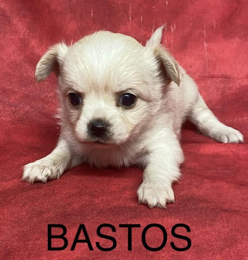 BASTOS chihuahua à réserver Mâle Chihuahua Poil Long