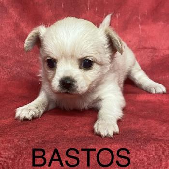 chiot Chihuahua Poil Long BASTOS chihuahua à réserver Domaine de la Chantelaie