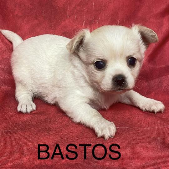chiot Chihuahua Poil Long BASTOS chihuahua à réserver Domaine de la Chantelaie