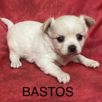 chiot Chihuahua Poil Long BASTOS chihuahua à réserver Domaine de la Chantelaie