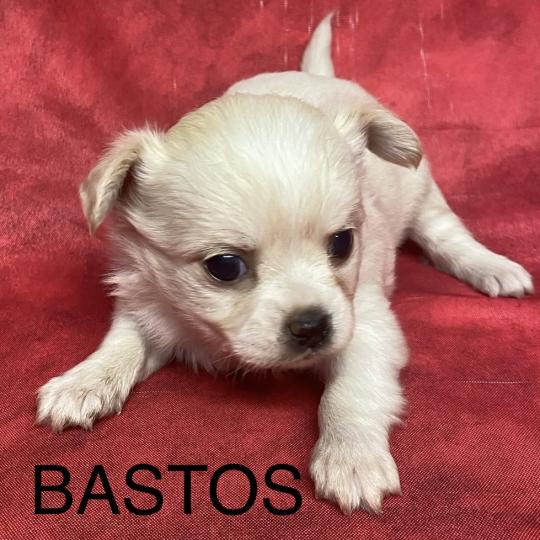 chiot Chihuahua Poil Long BASTOS chihuahua à réserver Domaine de la Chantelaie