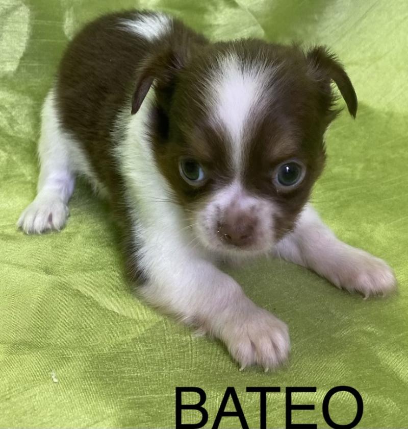BATÉO chihuahua disponible Mâle Chihuahua Poil Long