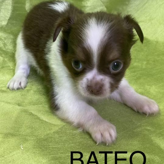 chiot Chihuahua Poil Long BATÉO chihuahua disponible Domaine de la Chantelaie