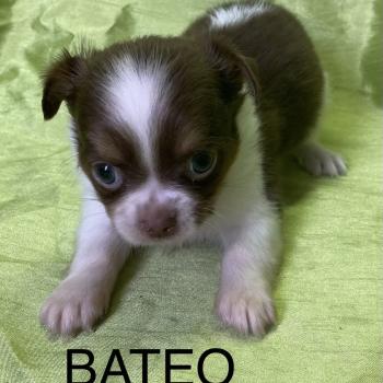 chiot Chihuahua Poil Long BATÉO chihuahua disponible Domaine de la Chantelaie