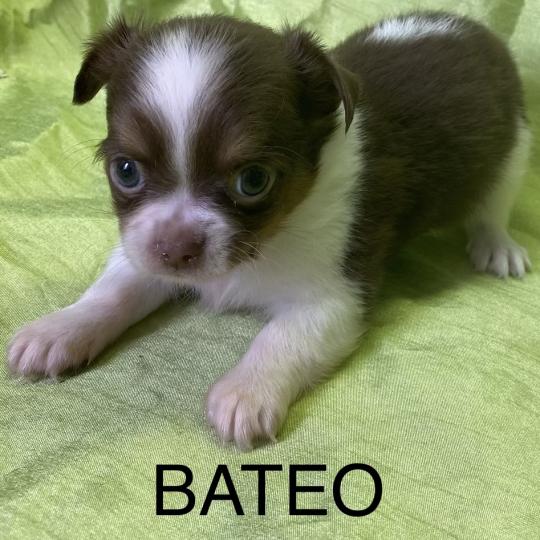 chiot Chihuahua Poil Long BATÉO chihuahua disponible Domaine de la Chantelaie