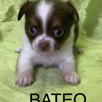 chiot Chihuahua Poil Long BATÉO chihuahua disponible Domaine de la Chantelaie