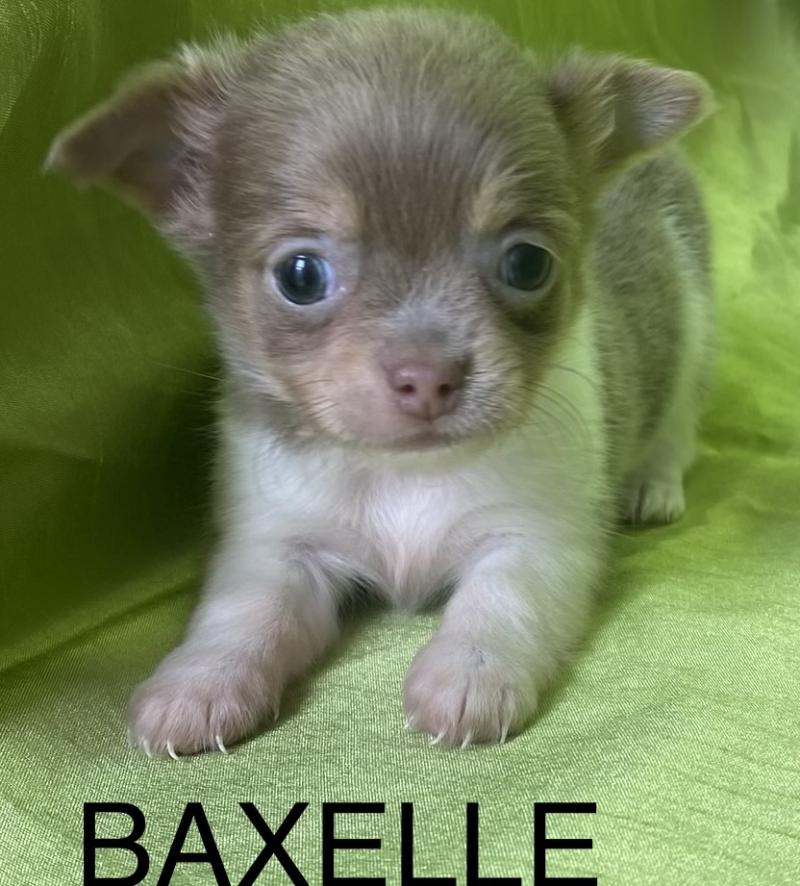 BAXELLE mini chihuahua à réserver Femelle Chihuahua Poil Long