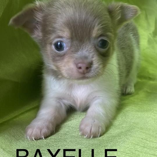 chiot Chihuahua Poil Long BAXELLE mini chihuahua à réserver Domaine de la Chantelaie