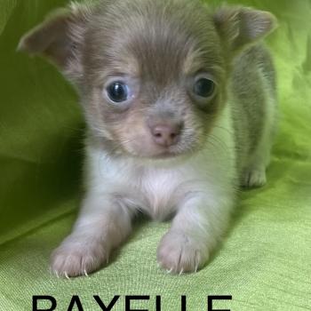 chiot Chihuahua Poil Long BAXELLE mini chihuahua à réserver Domaine de la Chantelaie