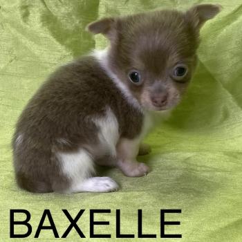 chiot Chihuahua Poil Long BAXELLE mini chihuahua à réserver Domaine de la Chantelaie