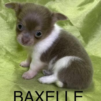 chiot Chihuahua Poil Long BAXELLE mini chihuahua à réserver Domaine de la Chantelaie