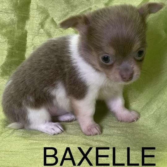 chiot Chihuahua Poil Long BAXELLE mini chihuahua à réserver Domaine de la Chantelaie