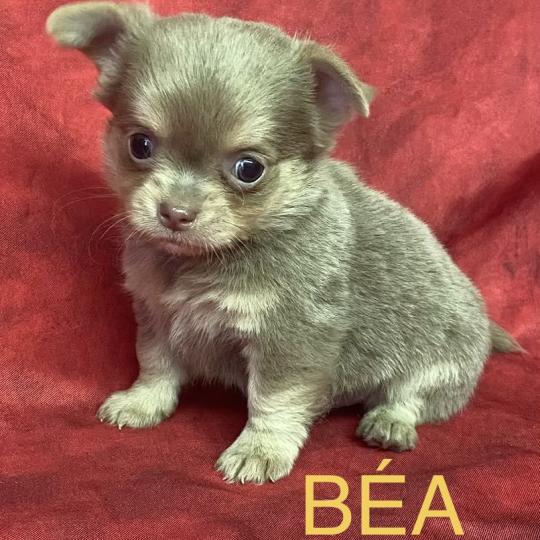 chiot Chihuahua Poil Long BÉA Chihuahua disponible Domaine de la Chantelaie
