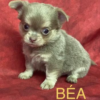 chiot Chihuahua Poil Long BÉA Chihuahua disponible Domaine de la Chantelaie