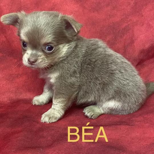 chiot Chihuahua Poil Long BÉA Chihuahua disponible Domaine de la Chantelaie