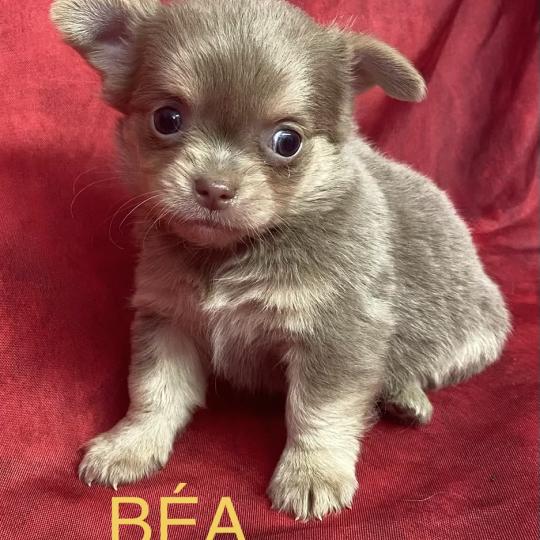 chiot Chihuahua Poil Long BÉA Chihuahua disponible Domaine de la Chantelaie