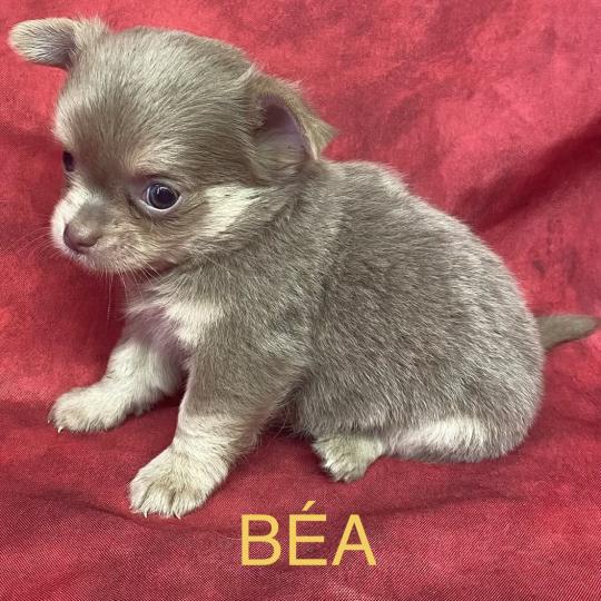chiot Chihuahua Poil Long BÉA Chihuahua disponible Domaine de la Chantelaie