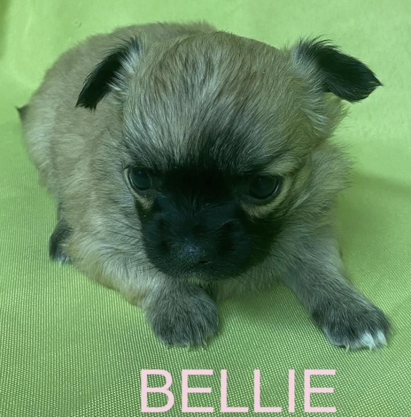 BELLIE mini chihuahua à réserver Femelle Chihuahua Poil Long