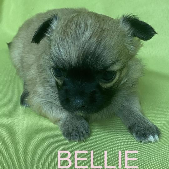 chiot Chihuahua Poil Long BELLIE mini chihuahua à réserver Domaine de la Chantelaie